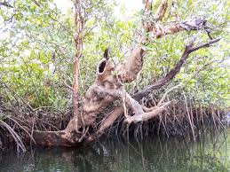 Image result for Xylocarpus