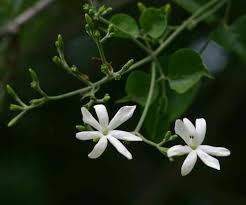 Image result for Jasminum fluminense