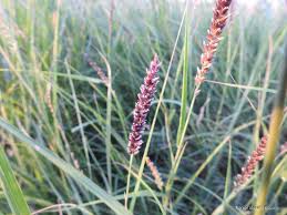 Image result for Cenchrus