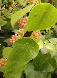 Image result for Stephania abyssinica