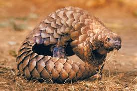 Pangolins are in high demand in countries like china and vietnam. Poached Excerpt Buying Illegal Pangolin Scales In China