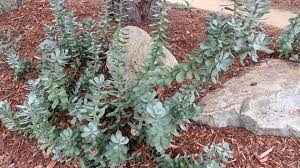 Image result for Dicerocaryum senecioides
