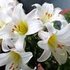 Negeri belanda terkenal sebagai negeri bunga tulip. 3