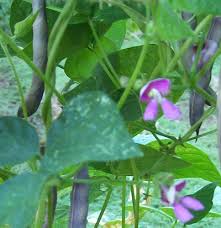 Free for commercial use no attribution required high quality images. Black Turtle Bean Growin Crazy Acres