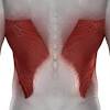 Likewise, there are muscles in other parts of the body that help support and move the spine. 1