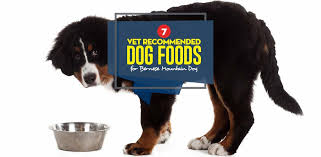 Father is the fourth generation clear eyes, hips and cancer free. Best Dog Food For Bernese Mountain Dog 2020 Vet Recommended Foods