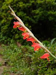 Image result for Gladiolus dalenii