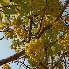 Image result for Ochna arborea
