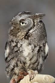 Eastern Screech Owl Wildlife Science Center