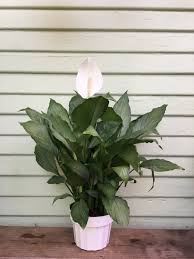 Image result for Spathiphyllum