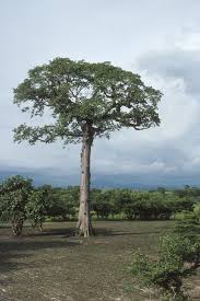 Image result for Ceiba
