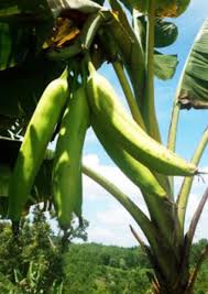 Tinggi atau rendah pokok pisang tersebut 2. Anak Pokok Pisang Tanduk Home Furniture Gardening On Carousell
