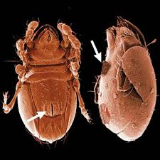 Image result for Brachythrix