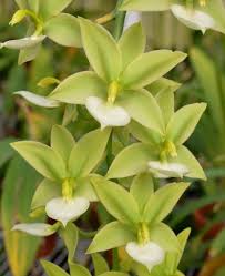 Image result for Marsdenia cynanchoides