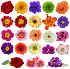 The symbolic language of flowers has been recognized for centuries in many countries throughout europe and asia. Grower Direct Flower Varieties And Descriptions