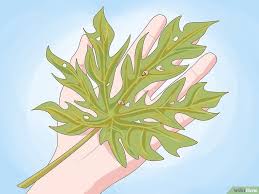Comment Faire Pousser De La Papaye Papaye Arrosage Jardin Comment Faire