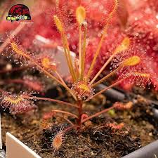 Image result for Drosera affinis