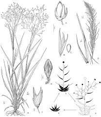 Image result for Danthoniopsis dinteri