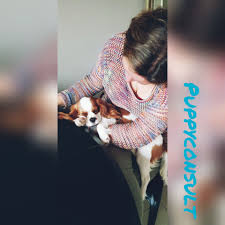 Cavalier King Charles Vs King Charles What Is The Difference Ohmydog Dog Training The Hagueohmydog Dog Training The Hague To furnish guidelines for breeders who wish to maintain the quality of their breed and to improve it; cavalier king charles vs king charles