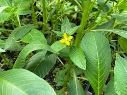 Image result for Corchorus olitorius