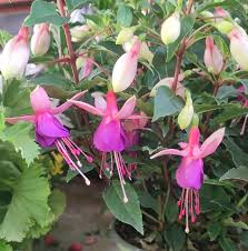 Garden Tomiflor