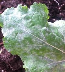 The unsightly mold on plant soil and around the base of the stems doesn't harm the plant. Breaking The Mold Growing Spaces Greenhouses