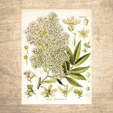 Image result for Hagenia