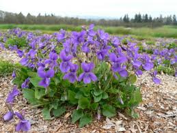 Image result for Viola abyssinica