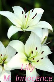 English Origin Meaning Innocence Similar Name Is Leah Beautiful Flowers Lily Flower White Lilies