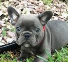 Afforable Puppies for Sale Under $500 | Keystone Puppies