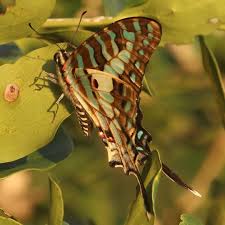 Image result for Cleistochlamys