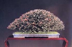 Flowering outdoor deciduous bonsai tree, grown and trained by bonsai boy. Chojubai Quince Diminutive Jewels Michael Hagedorn