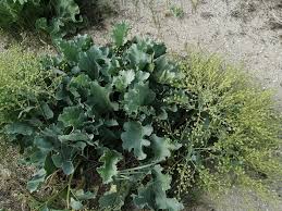 Image result for Crambe kilimandscharica