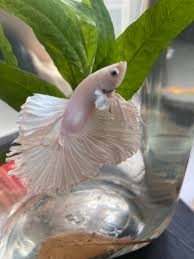 Does My Betta Have Fin Rot What Are These Black Specks Bettafishcare