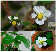 In the early 15th century western european monks were using the wild strawberry in their illuminated the garden strawberry was transplanted from the forests and then the plants would be propagated. Viruses Free Full Text Molecular And Biological Characterization Of A New Strawberry Cytorhabdovirus Html