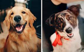 Settle in on board swiftly and conveniently, on tap flights departing from. Part 2 The 12 Best Dog Friendly Places In Penang Free Malaysia Today Fmt