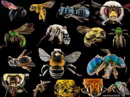 Bees pollinating flowers is an example of. Wild Bees And The Pollinator Pantheon Thought And Awe