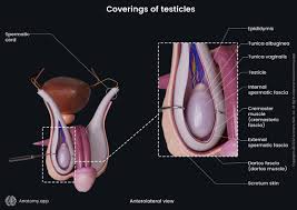 Image result for Testicle