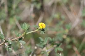 Image result for Stylosanthes fruticosa