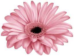 Pink Gerber Png Clip Art Image Daisy Drawing Flower Art Art Images