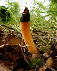 Image result for Mutinus caninus