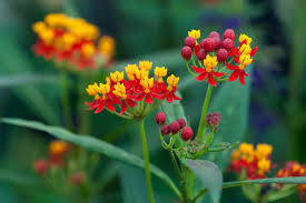 Image result for Asclepias curassavica