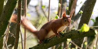 Or you can check for muddy footprints. How To Tell If There S An Animal In Your Wall Anderson Wildlife Control