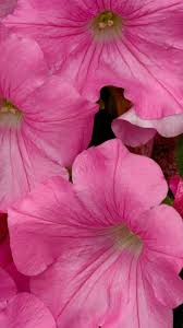 Maybe you would like to learn more about one of these? Cool Pink Iphone Wallpapers Hd Pixelstalk Net