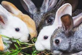Some task types may be available only in certain cities and some have been temporarily suspended. Raising Rabbits For Profit 7 Ways To Make Extra Money With Rabbits