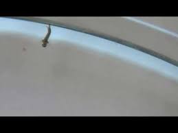 We conducted a randomized survey of flooded swimming pools in two neighborhoods in january 2006 and found that 64% contained mosquito larvae, 92% contained predatory invertebrates, and 47% contained fishes. Mosquito Larva Swimming In Clear Water Youtube