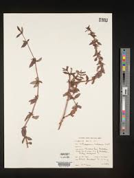 Image result for Anthospermum whyteanum