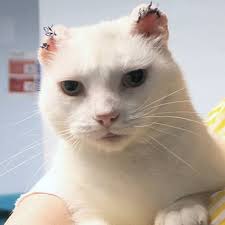 'smile though your heart is aching,' are the lyrics of a beautiful old song, but their message is vitally important to anyone with a pet suffering from cancer. Squamous Cell Carcinoma Cats Pdsa
