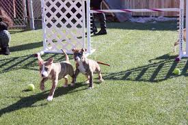 Checker is a 4 month old puppy that is a mutt. Blue Buffalo And Make A Wish Partner To Help Fulfill Girl S Dream To Help Local Shelter Dogs Blue Buffalo