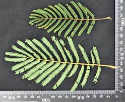 Image result for Acacia ataxacantha